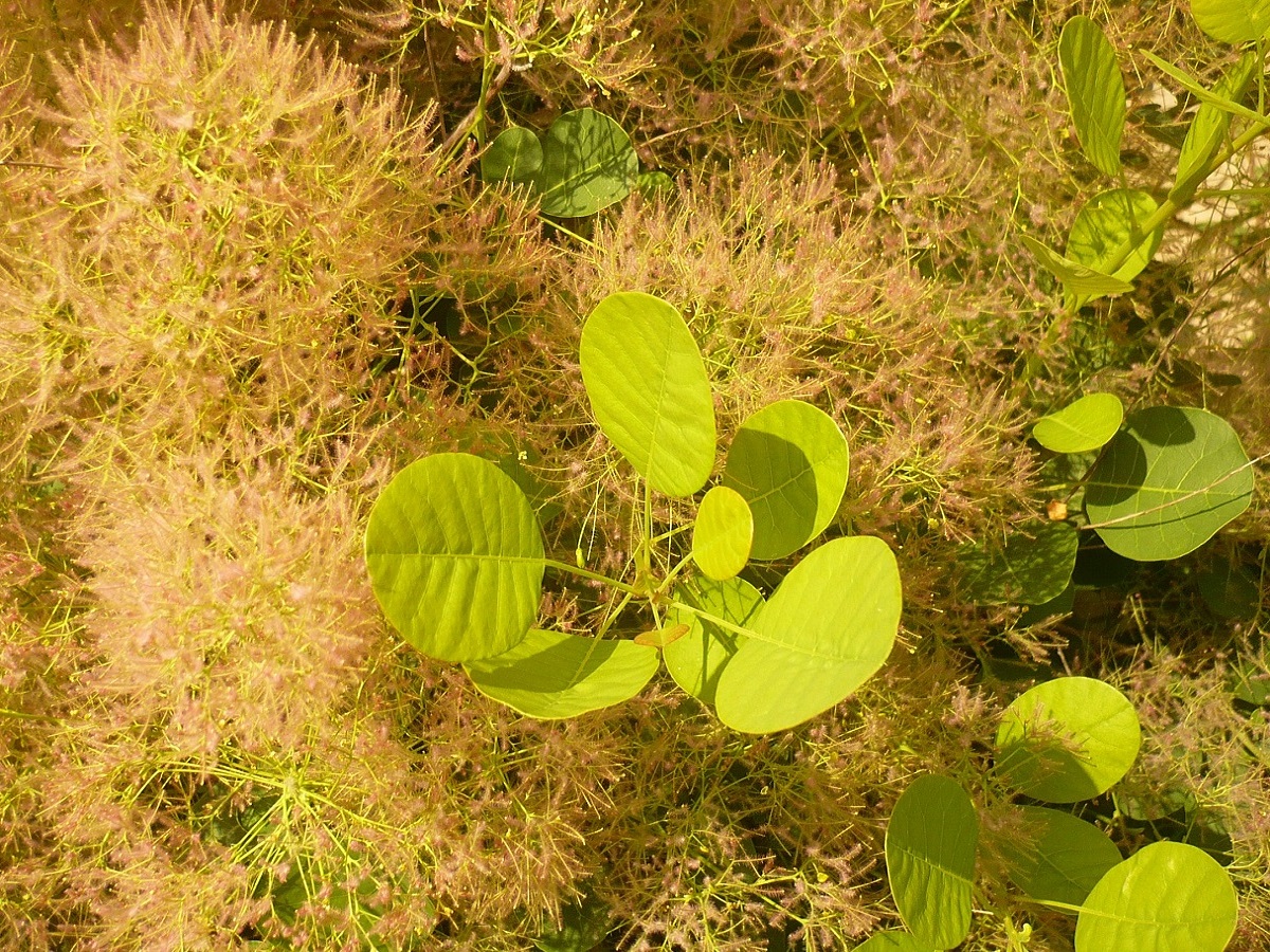 Cotinus coggygria (Anacardiaceae)